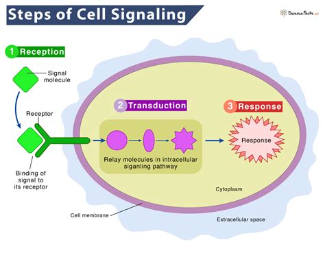 Vacuole functions in plant cell signaling