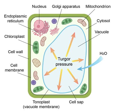 Plant cell signaling and vacuoles