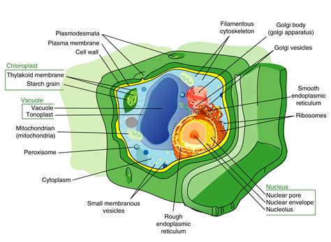 Plant cell structure diagram