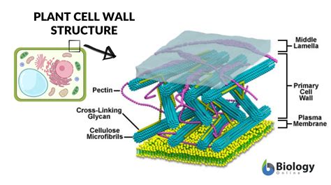 Plant Cell Wall