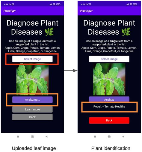 Plant diseases template