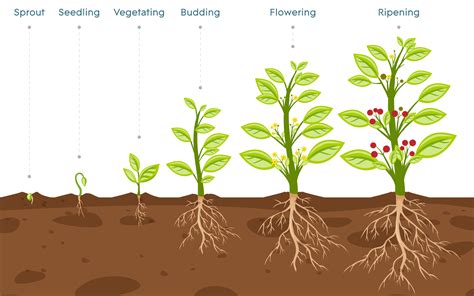 Plant Growth