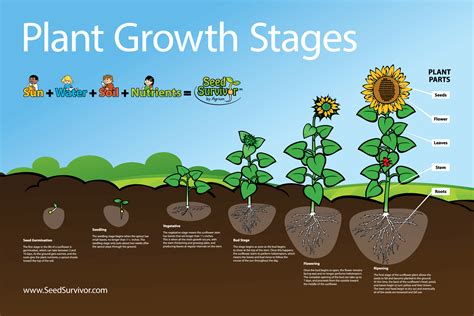 Plant Growth Stages