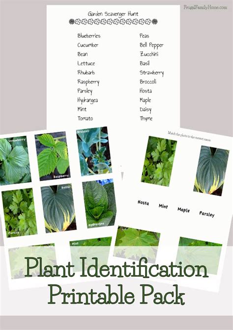 Plant identification template