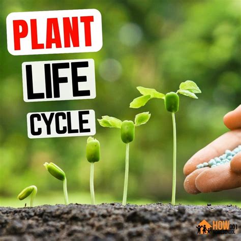 Plant life cycle worksheet for 3rd graders