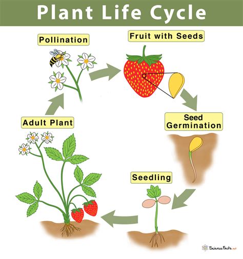 Plant Life Cycle Diagram