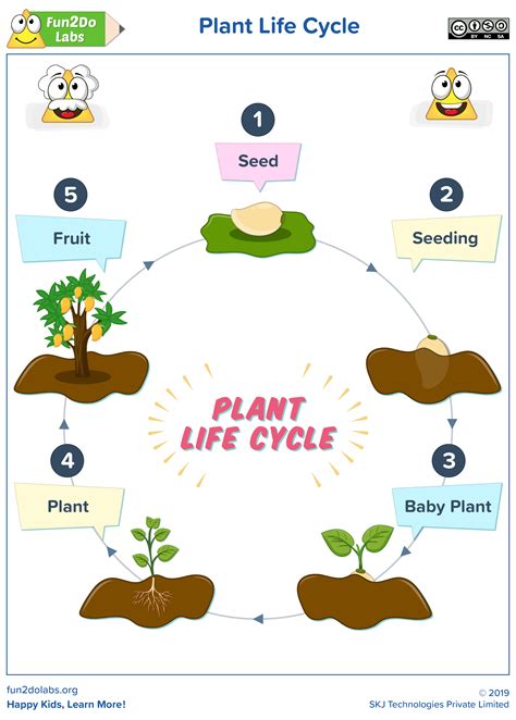 Plant Life Cycle Worksheets