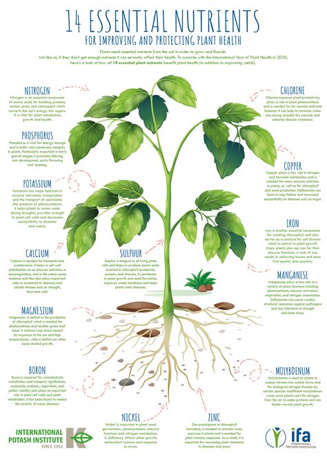 Plant nutrition template