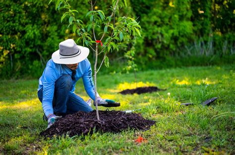 Description of planting a tree in memory