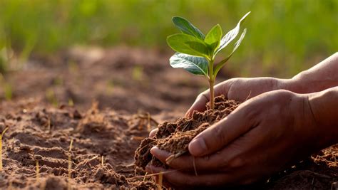 Planting a tree