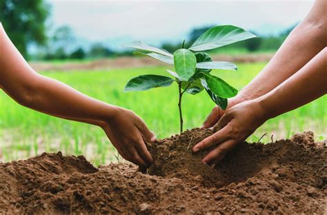 Planting trees in memory