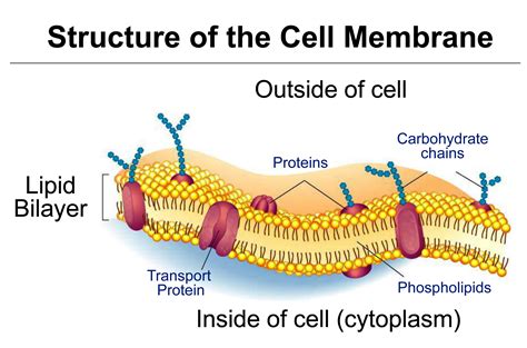 Plasma Membrane