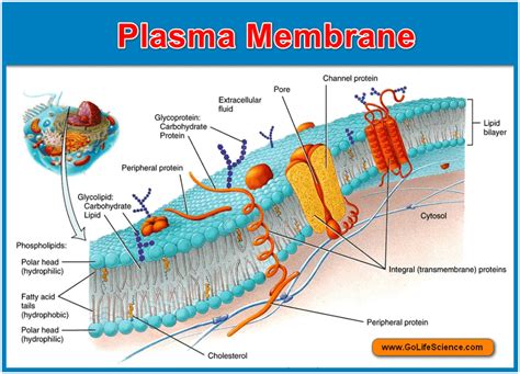 Plasma Membrane Function