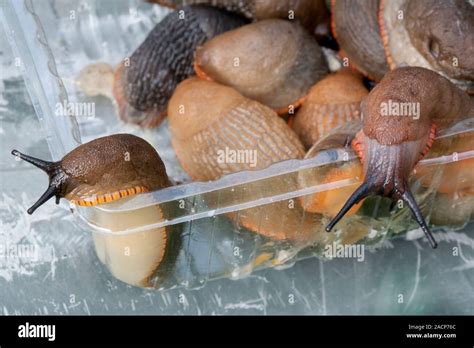 A plastic container for slug reactions