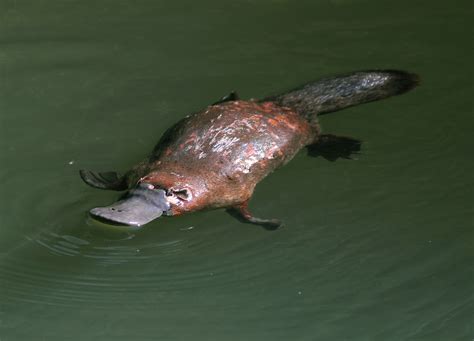 Platypus Australia