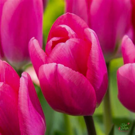 Playful Tulips