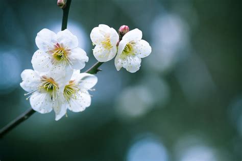 Plum blossom symbol in Confucianism