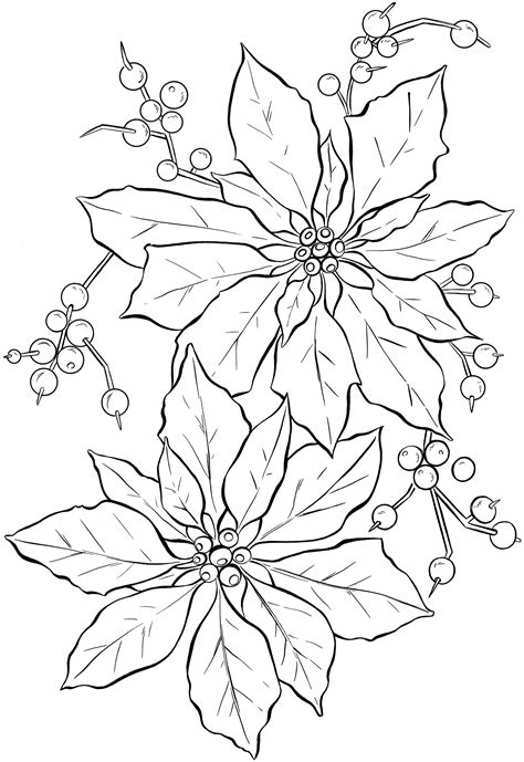 Poinsettia coloring page