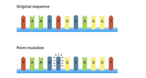 Point Mutations