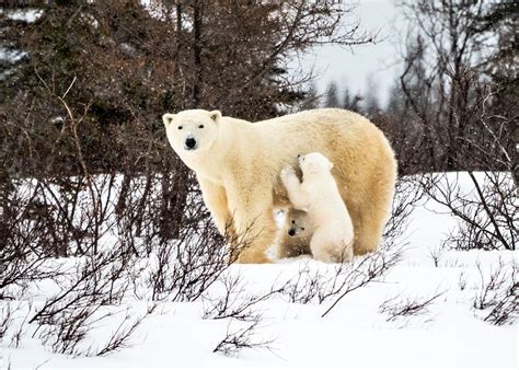 Polar Bear Face In Hole Template