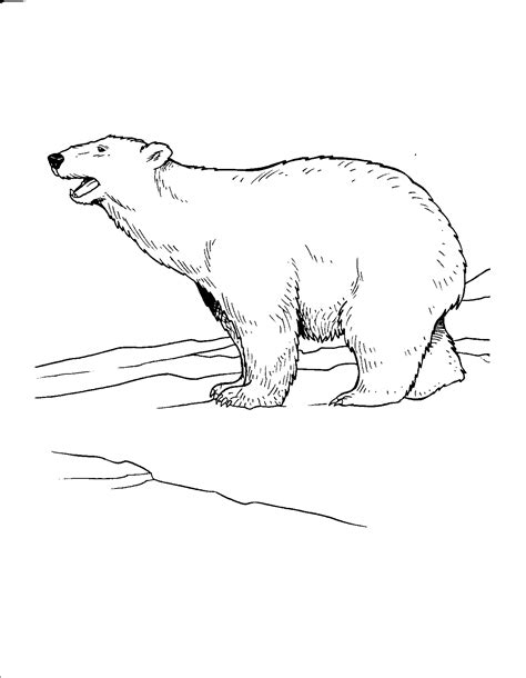 Polar Bear Coloring Page