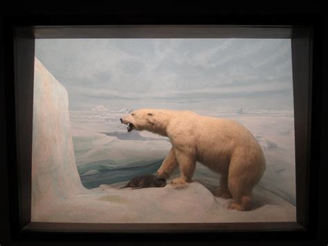 Polar bear diorama