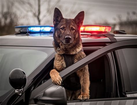 Police dogs in action