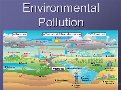 Pollution Effects Diagram