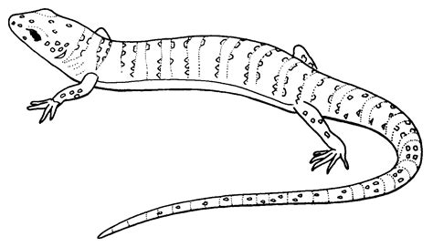 Popular Lizard Species for Coloring Pages