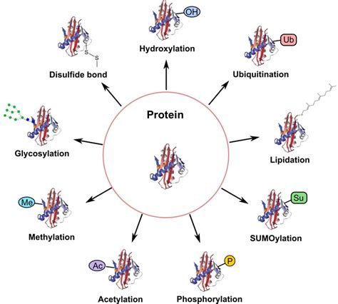 Post-Translational Modification