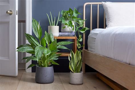 A potted plant in a barracks room