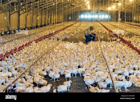 Poultry Broiler Production Template