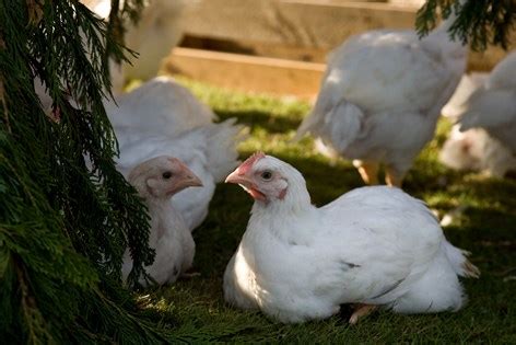 Poultry eligible for SNAP benefits