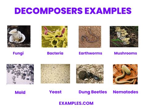 Practical Examples of Savanna Decomposers