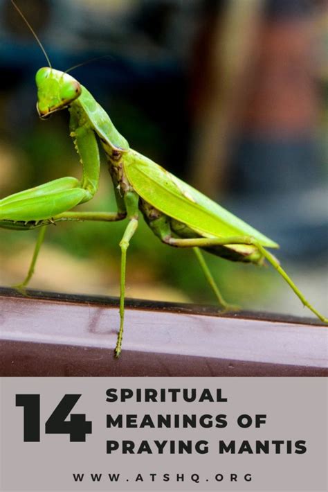 Praying Mantis Symbolism