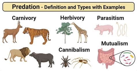 Predation and disease concept illustration