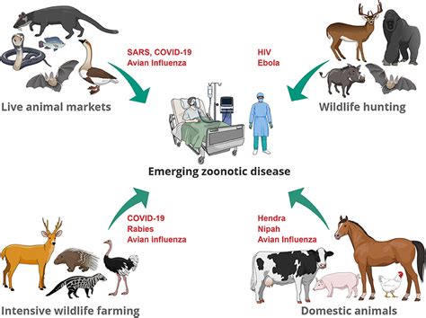 Predation and disease concept illustration