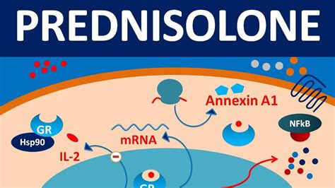 Prednisone mechanism of action