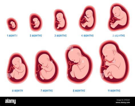 Pregnancy Nutrition and Fetal Development