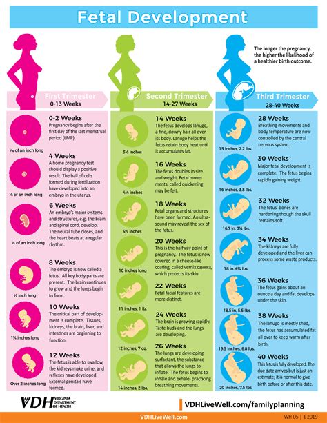 Pregnancy milestones