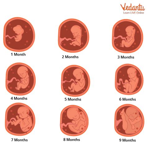 Pregnancy Time Calculation