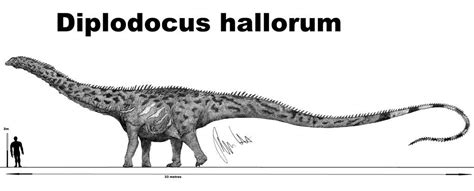 Description of Diplodocus hallorum