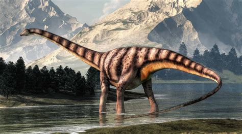 Description of Diplodocus hallorum