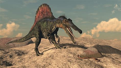 Description of Spinosaurus