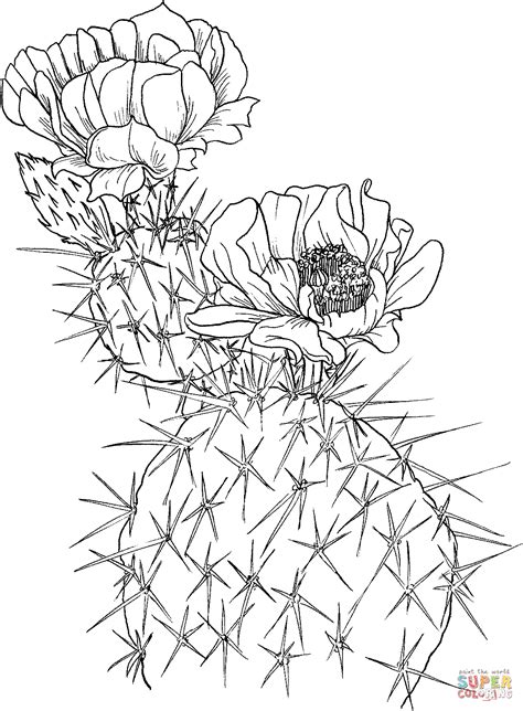 Prickly pear cactus coloring page