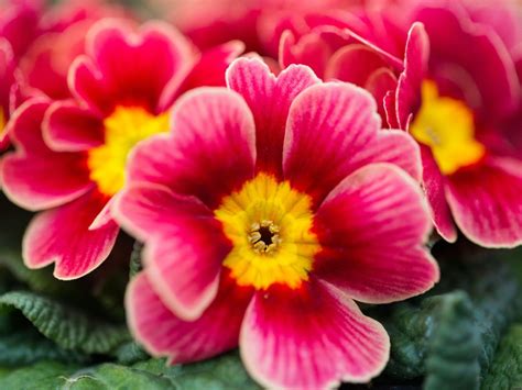 Primroses in a garden