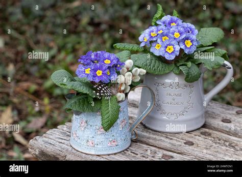 Primroses in a vase