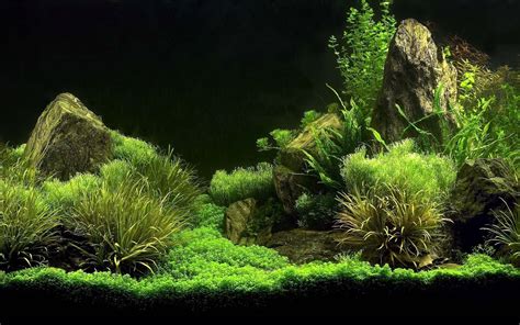 A beautifully decorated aquarium with a variety of plants and decorations