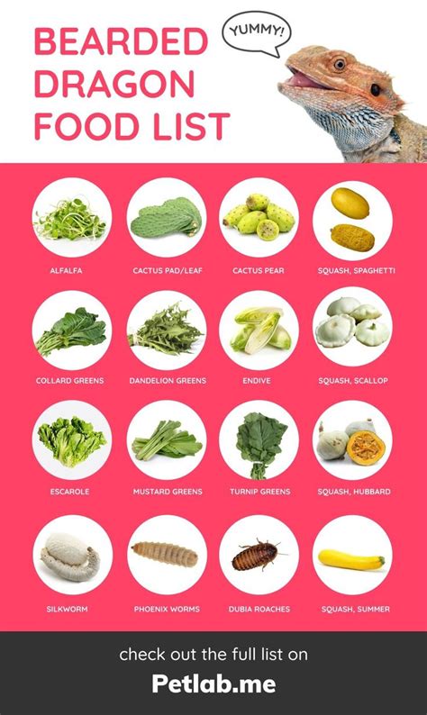 Printable Bearded Dragon Food Chart