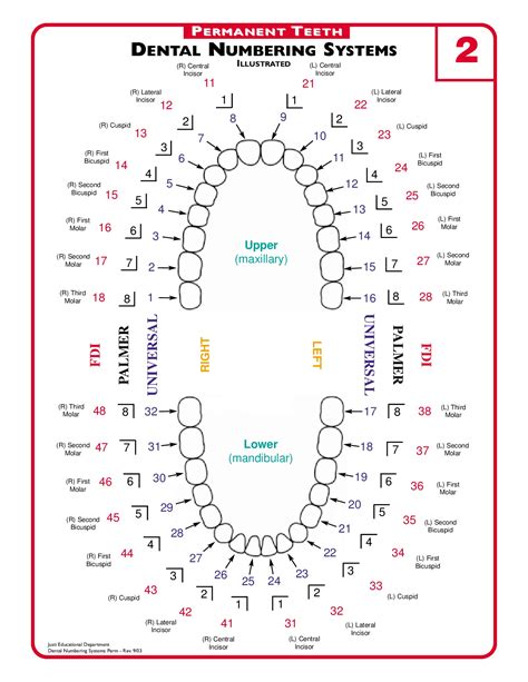 Printable Tooth Number Charts for Kids